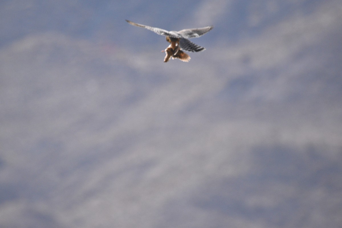 Aplomado Falcon - ML448730701