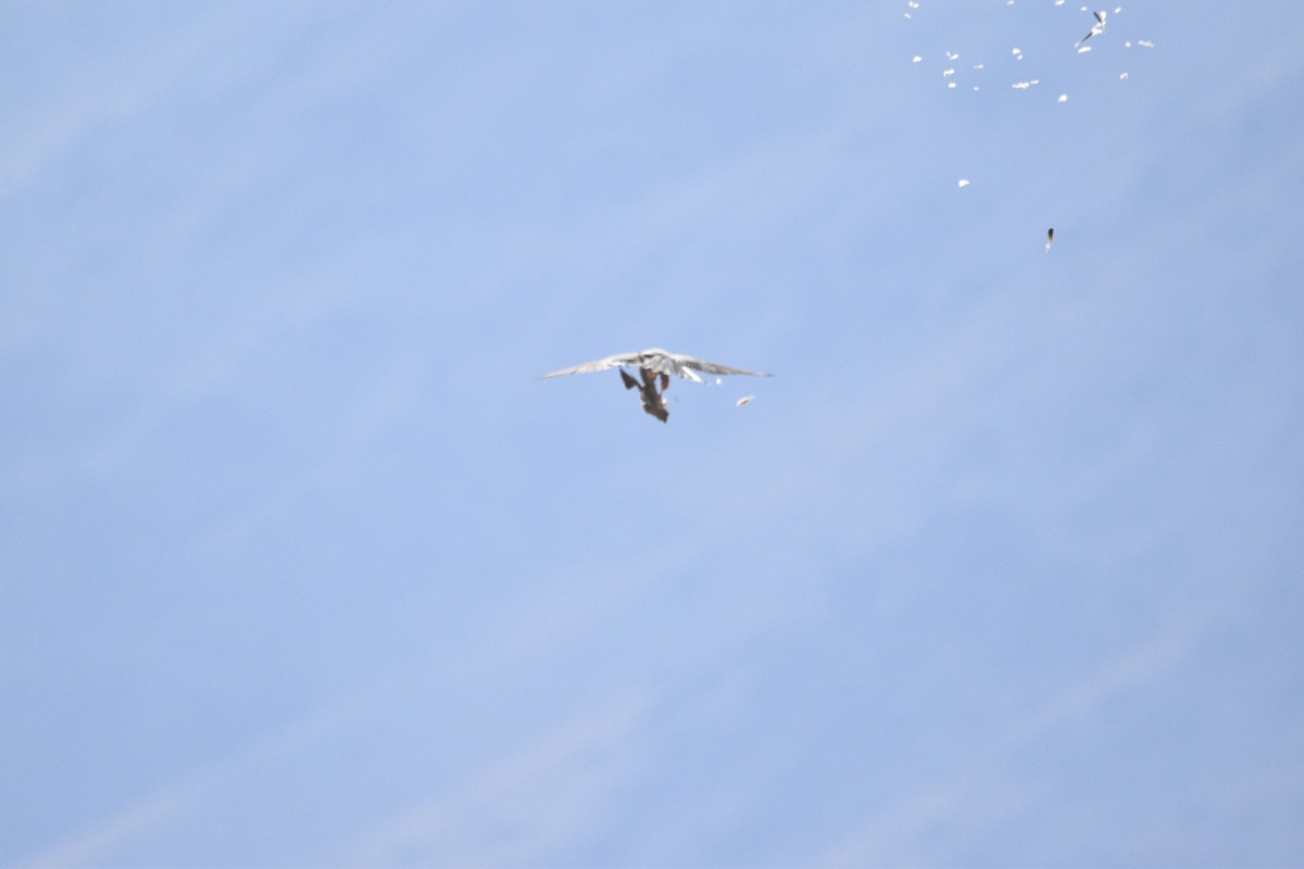 Aplomado Falcon - ML448730731