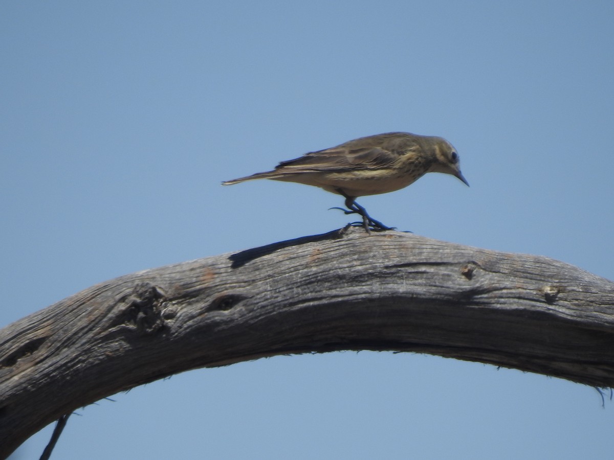 Pipit d'Amérique - ML448730861