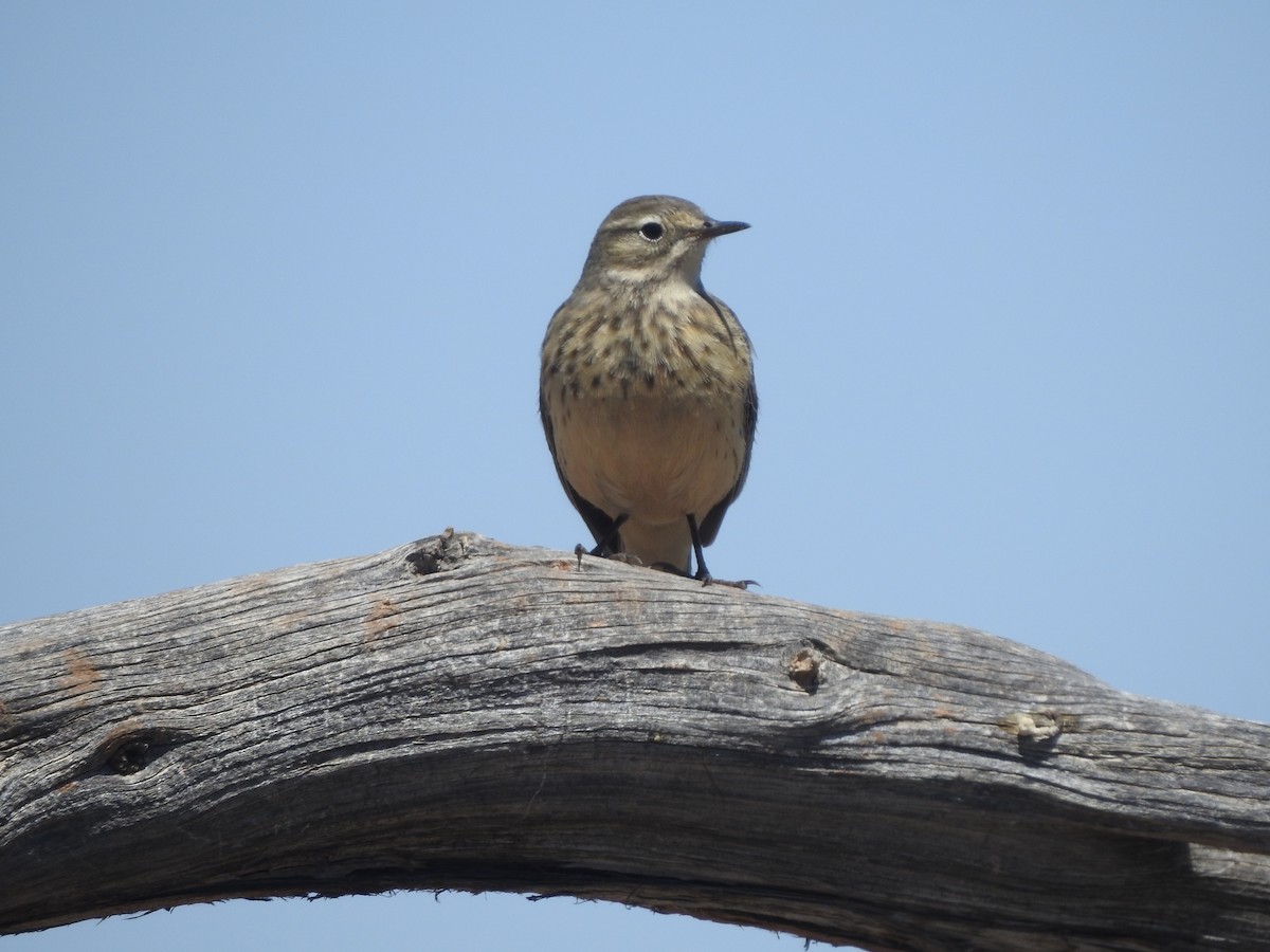 American Pipit - ML448730931