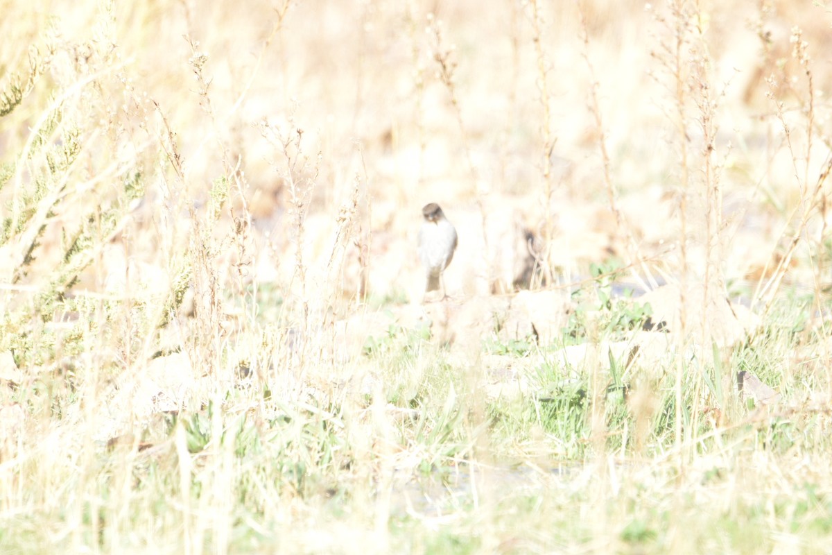 Dark-faced Ground-Tyrant - ML448731231