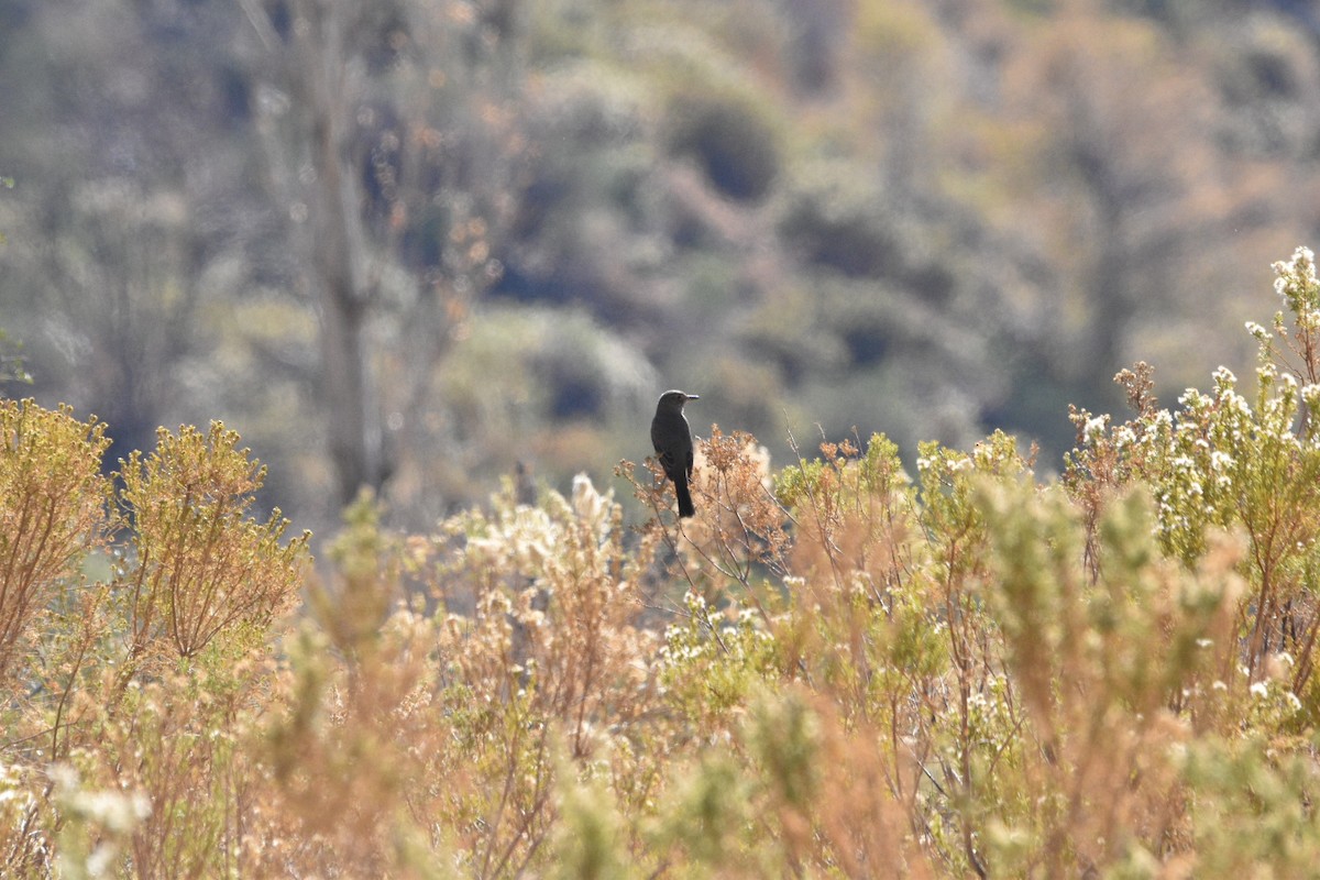 Black-billed Shrike-Tyrant - ML448731361