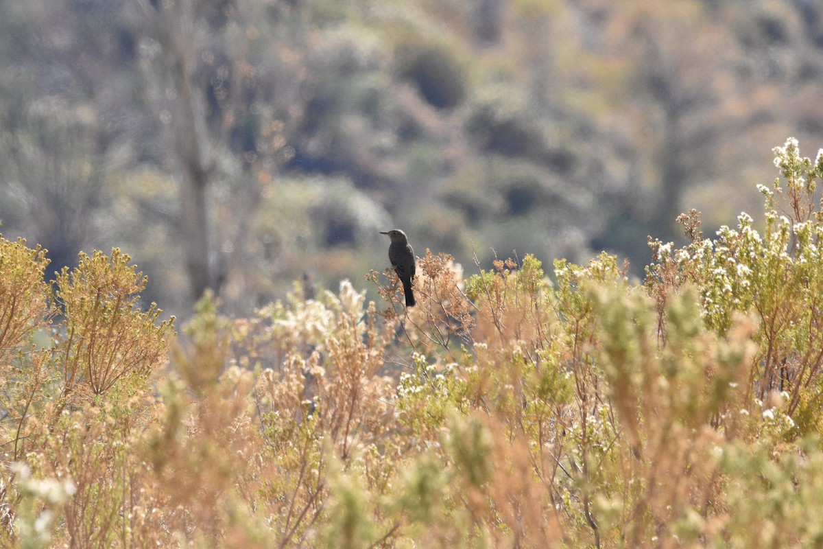 Black-billed Shrike-Tyrant - ML448731451