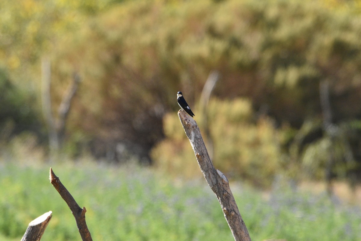 Chilean Swallow - ML448731531