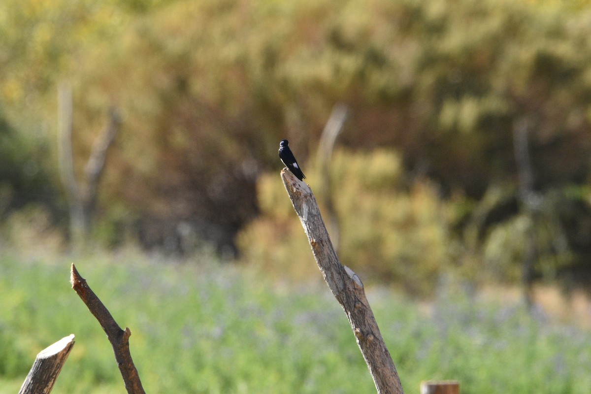Chilean Swallow - ML448731551