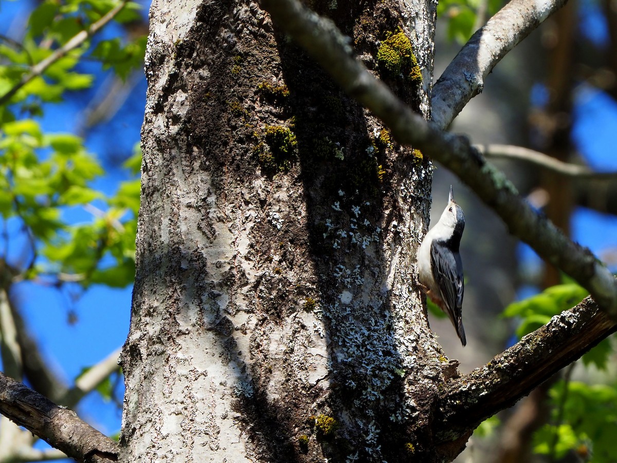 White-breasted Nuthatch - ML448732961