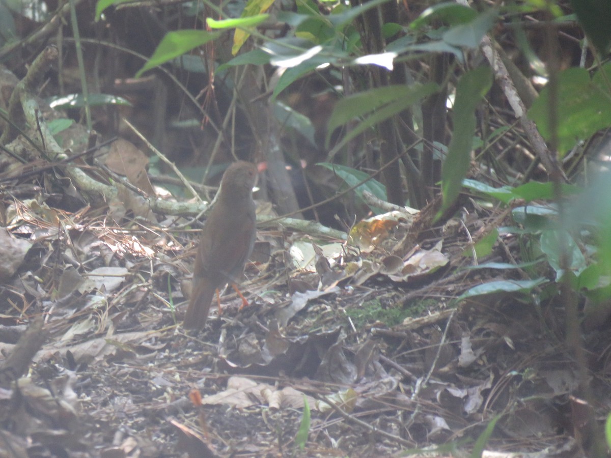 Orange-billed Nightingale-Thrush - ML448733201