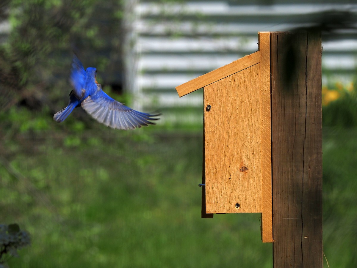 Eastern Bluebird - ML448733331