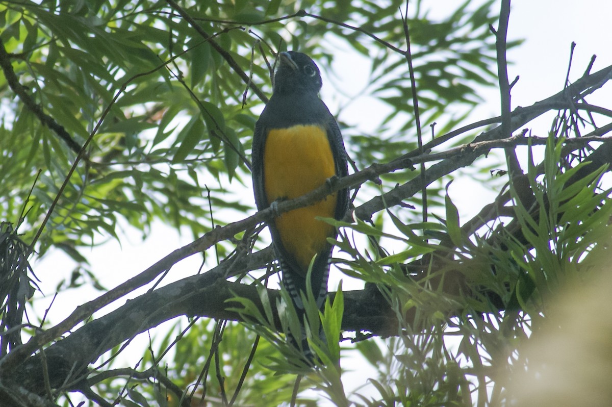 Gartered Trogon - ML448733721