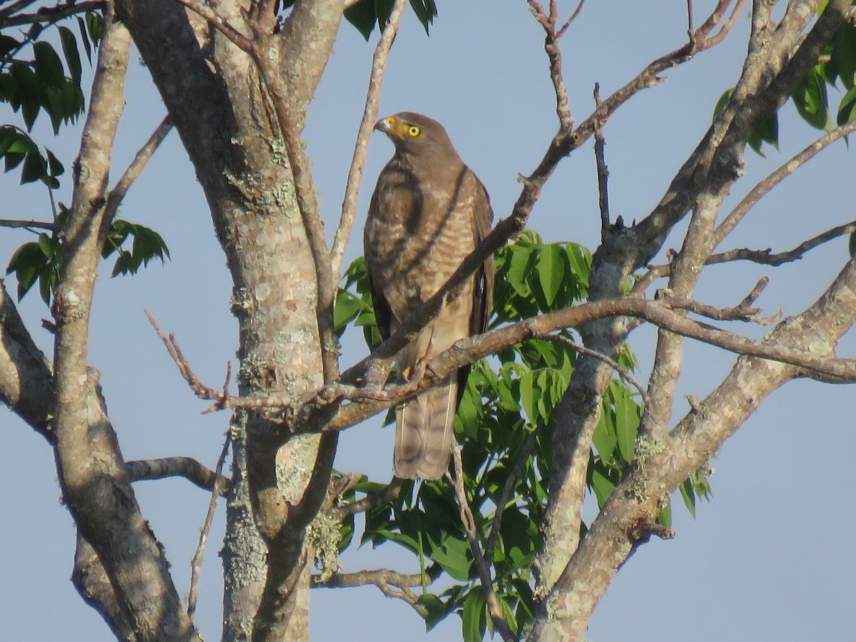 Roadside Hawk - ML448733921