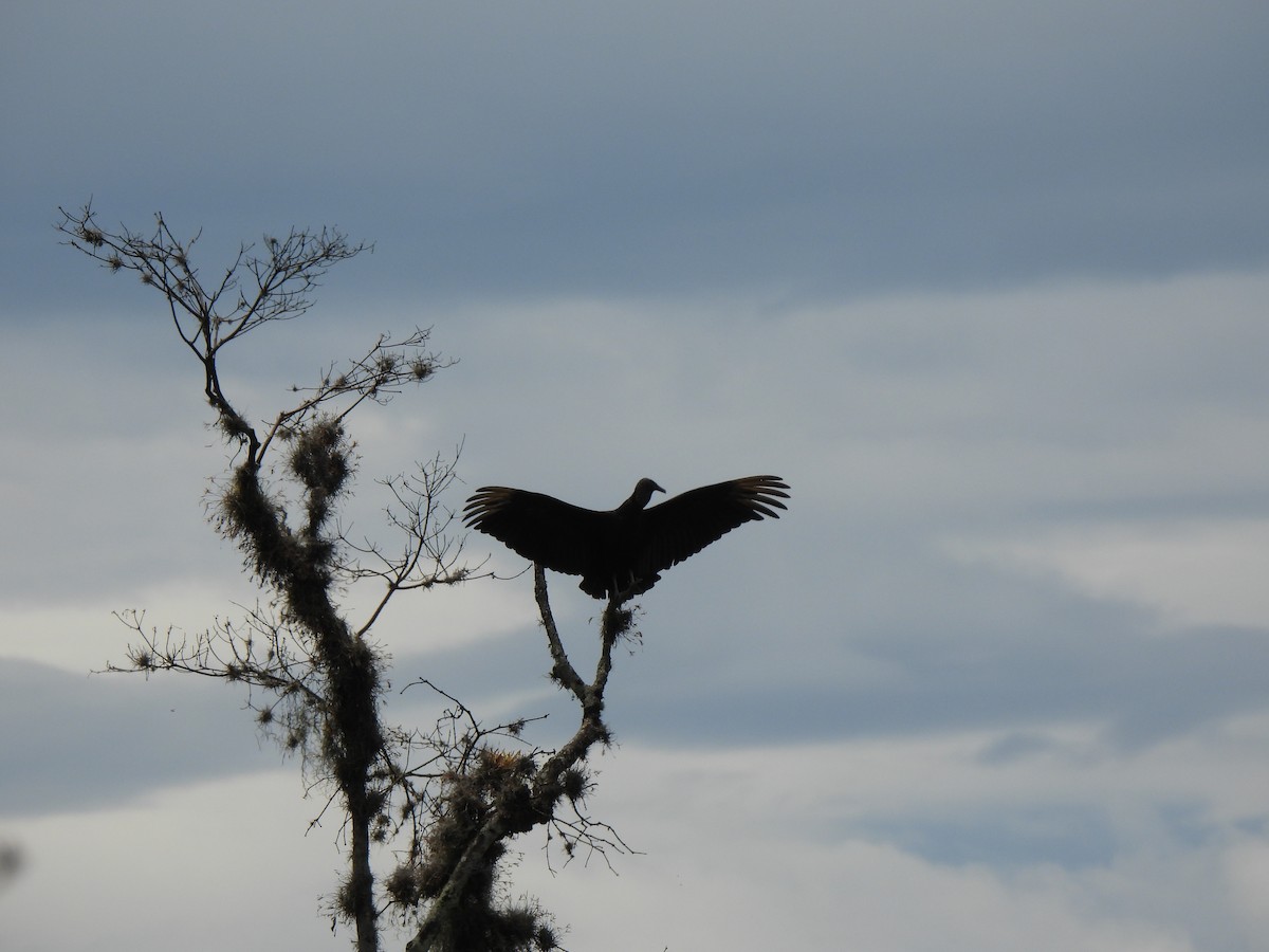 Black Vulture - ML448733991