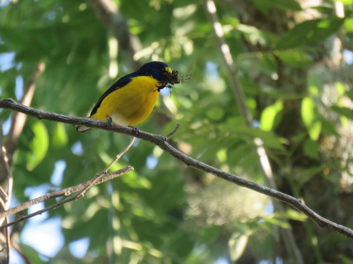 Scrub Euphonia - ML448734771