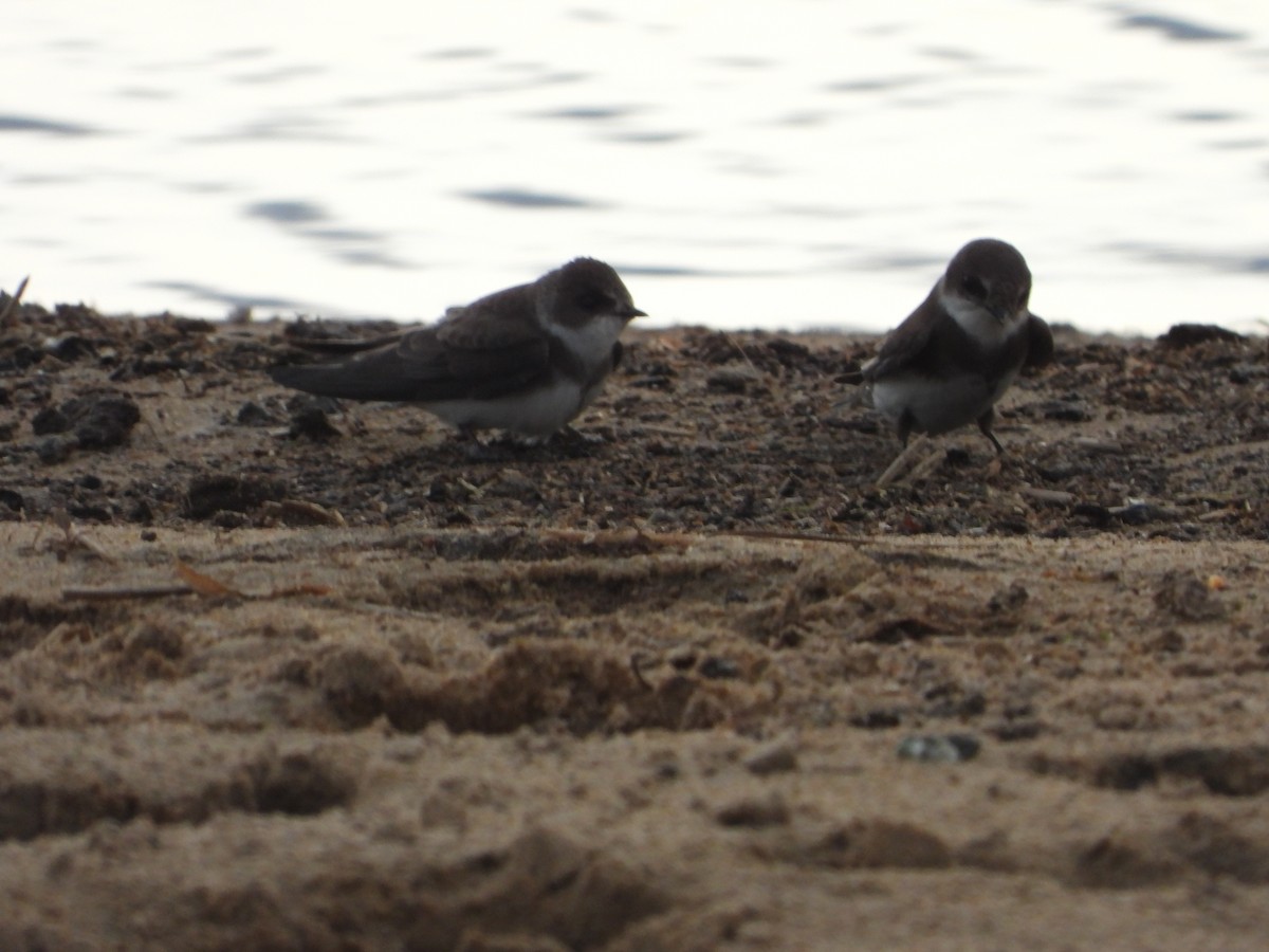 Bank Swallow - ML448735011