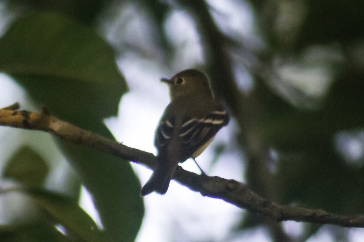 Yellow-bellied Flycatcher - ML448735661