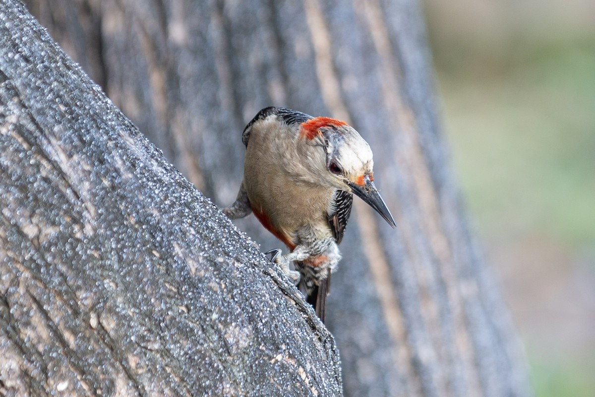 Golden-fronted Woodpecker - ML448736131