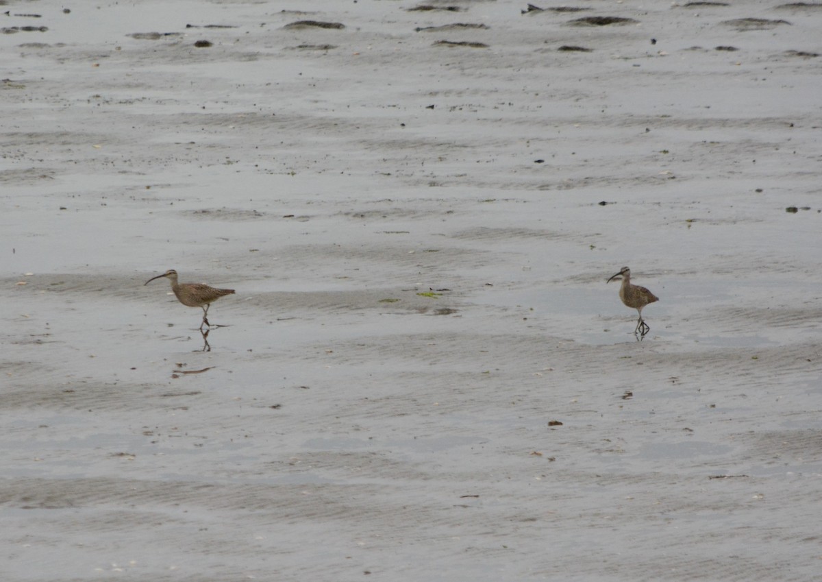 Regenbrachvogel - ML448736821