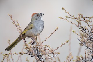 Green-tailed Towhee
