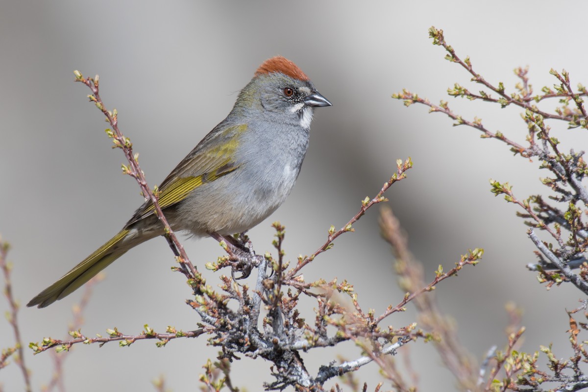 Green-tailed Towhee - Ian Hearn