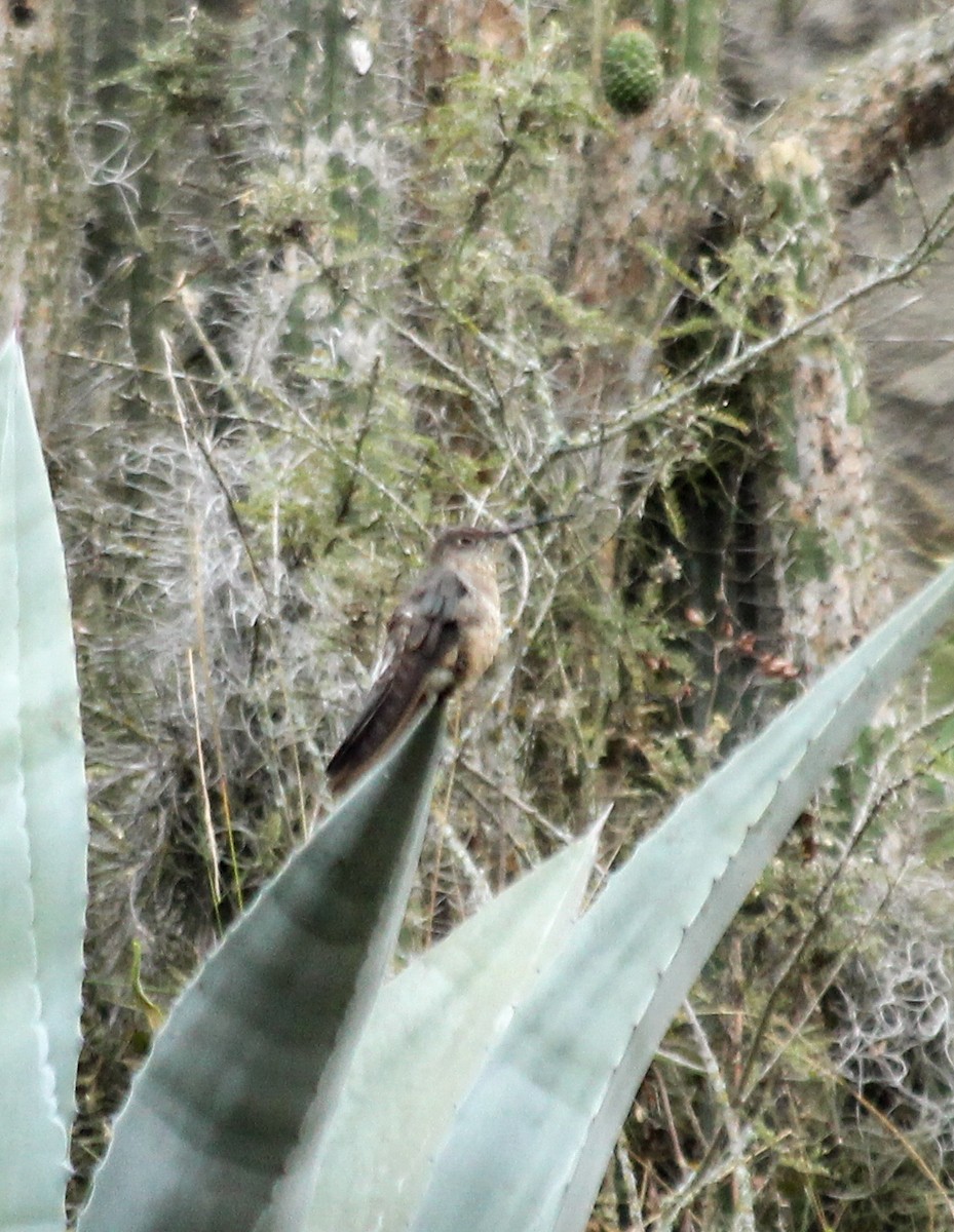 Giant Hummingbird - Ronny Matamoros