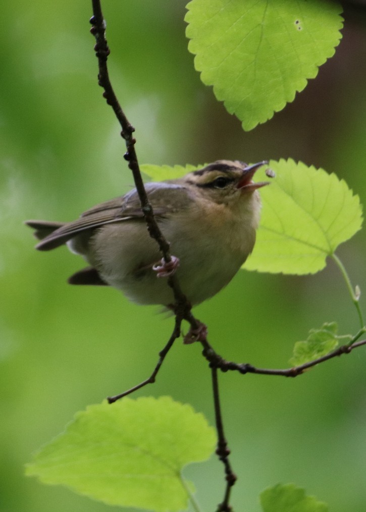 Worm-eating Warbler - ML448740301