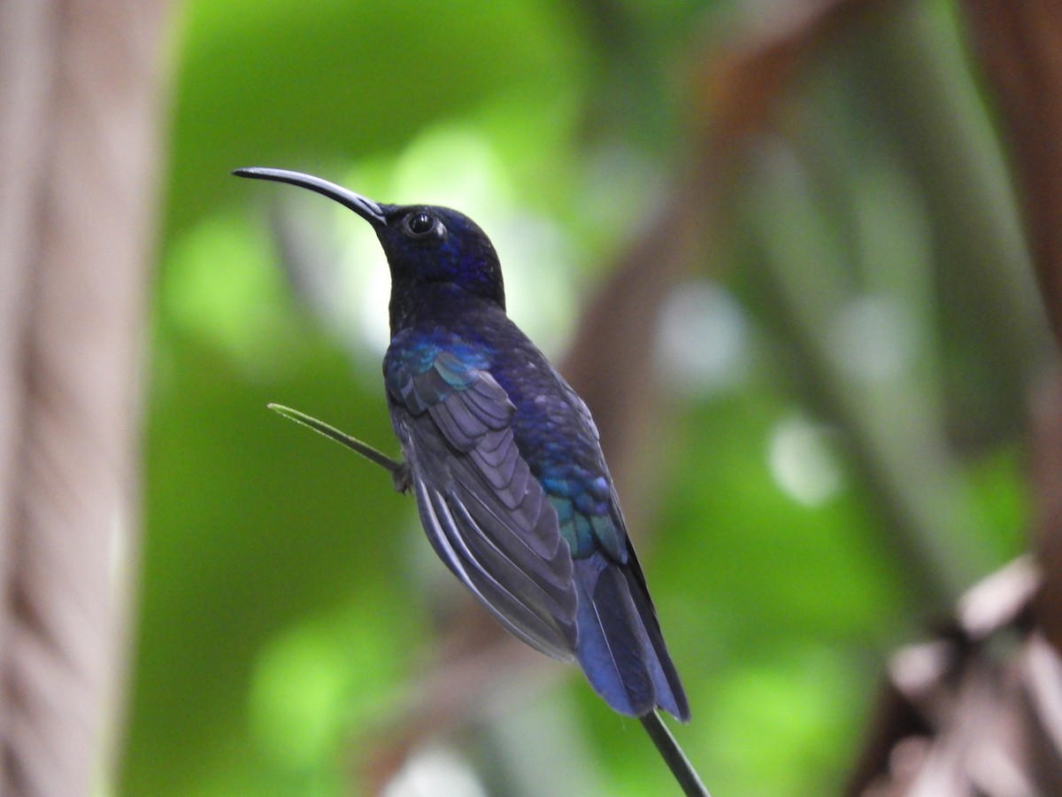 Violet Sabrewing - ML448744221