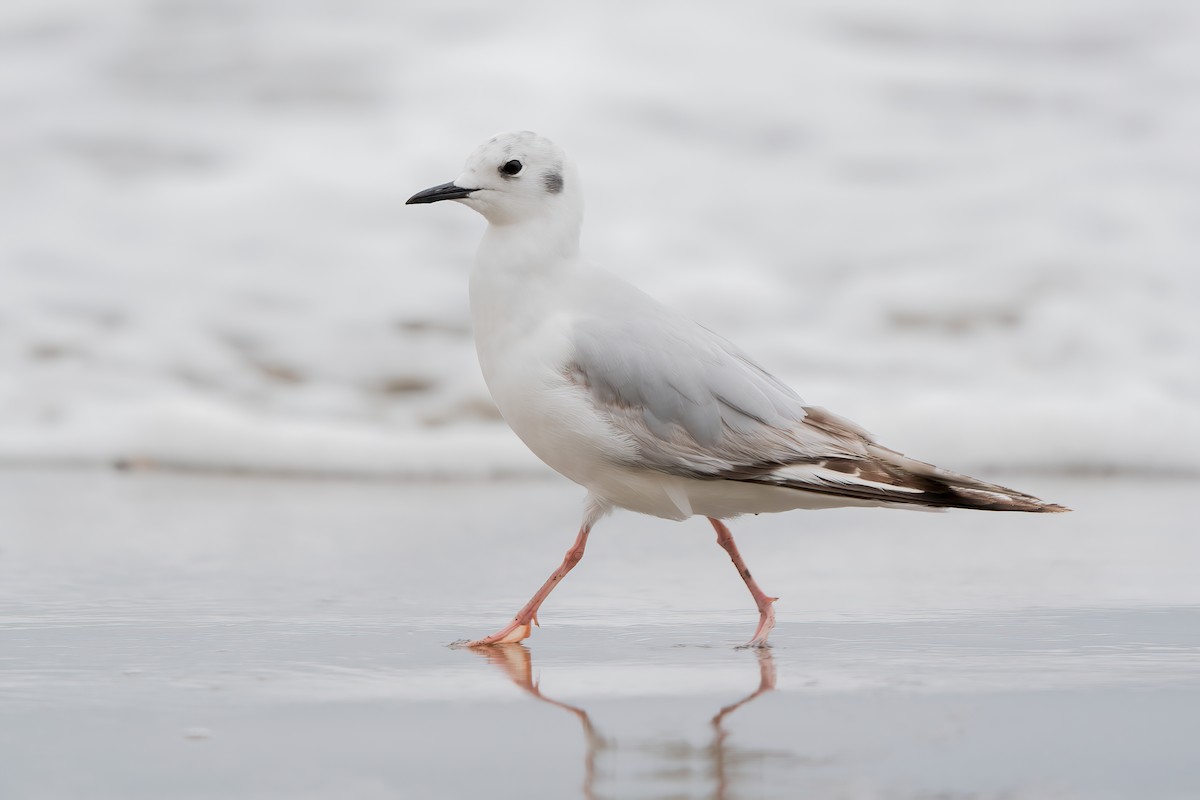 Bonaparte's Gull - ML448744461