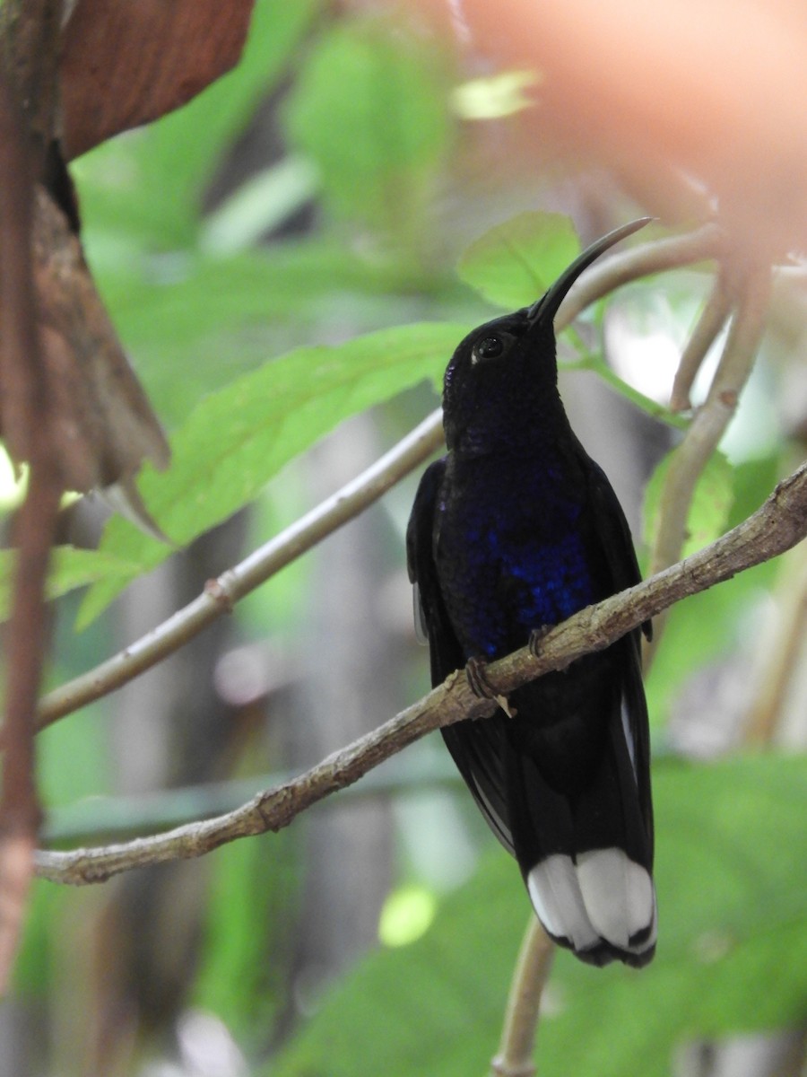 Violet Sabrewing - ML448744691