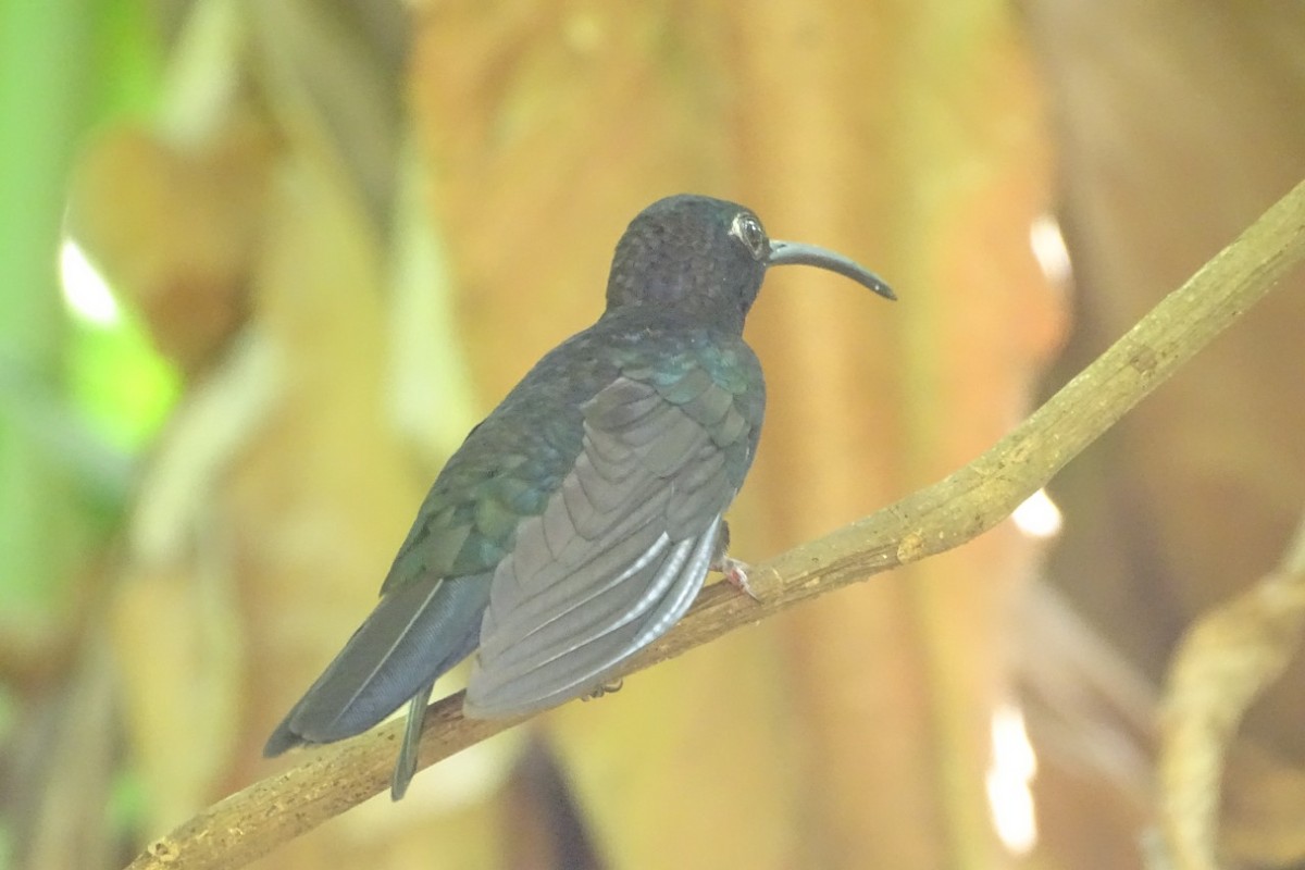 Violet Sabrewing - ML448744771