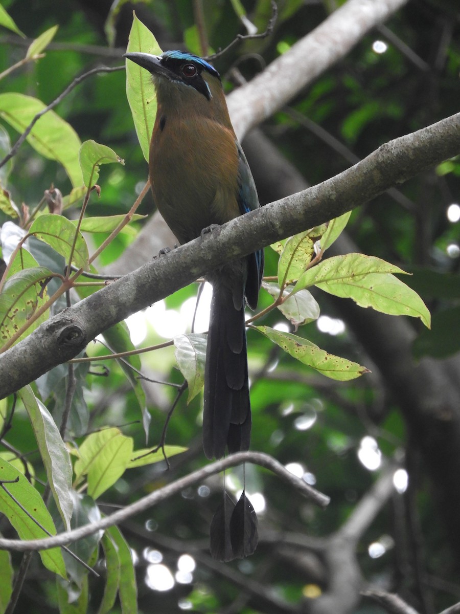 Lesson's Motmot - ML448746411
