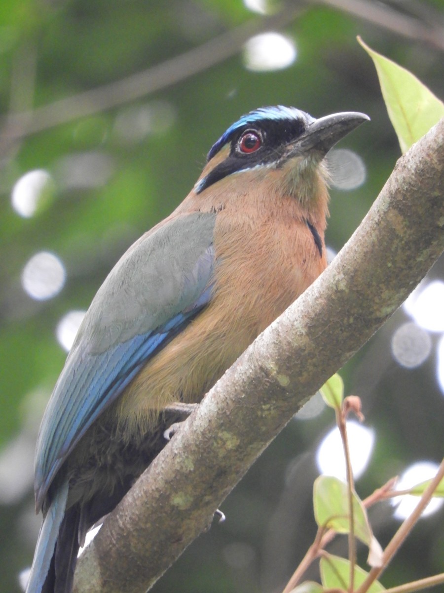 Lesson's Motmot - ML448746591