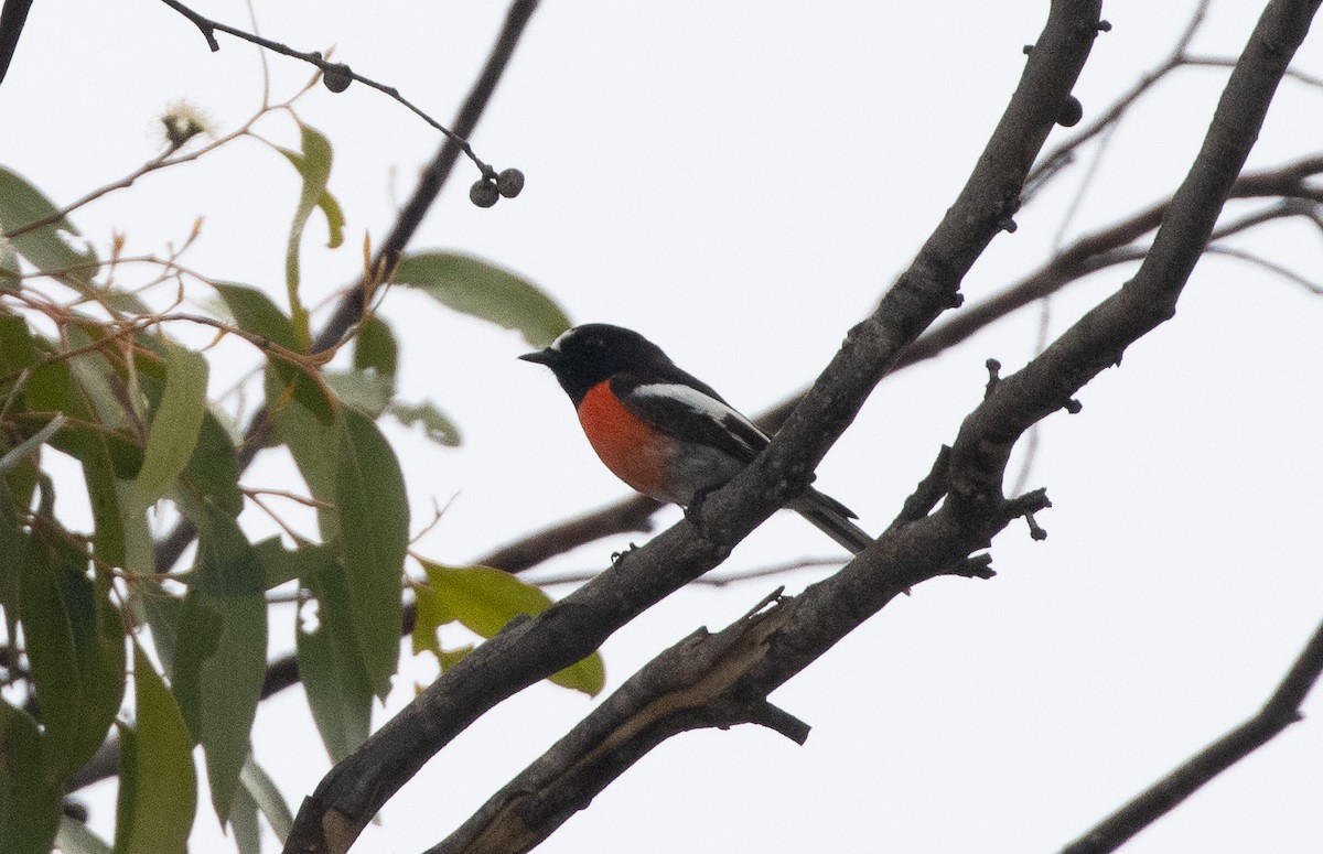 Scarlet Robin - Luke sbeghen