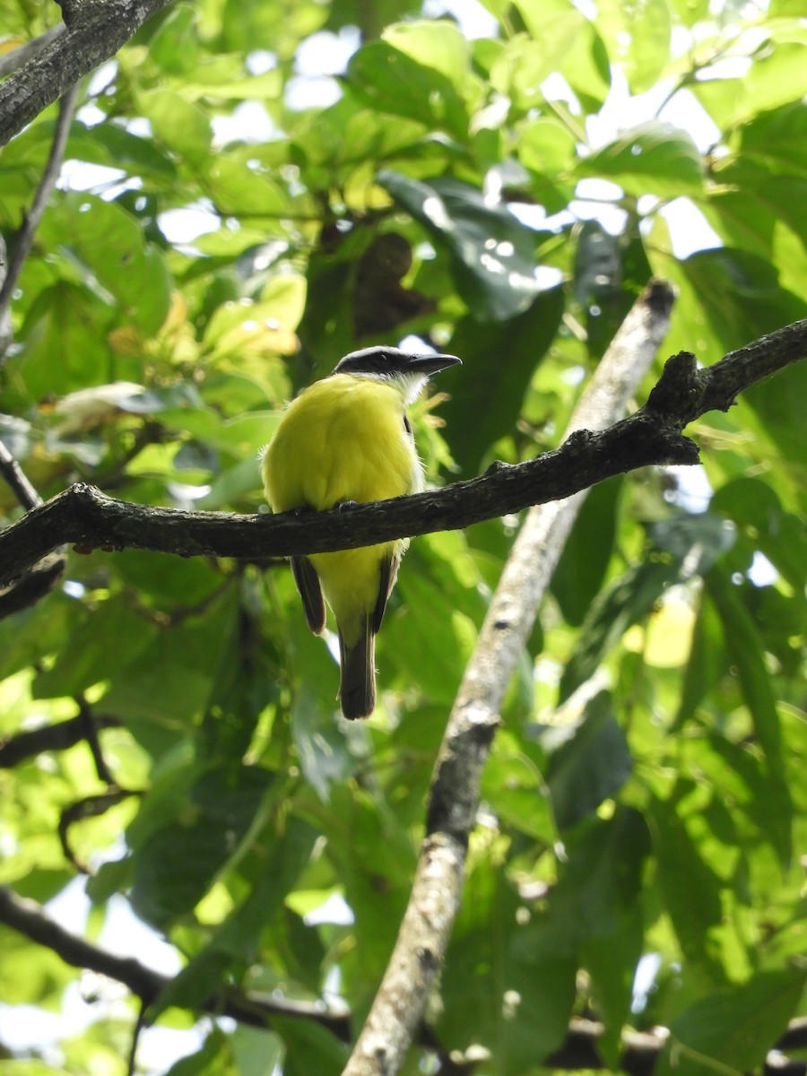 Boat-billed Flycatcher - ML448748271