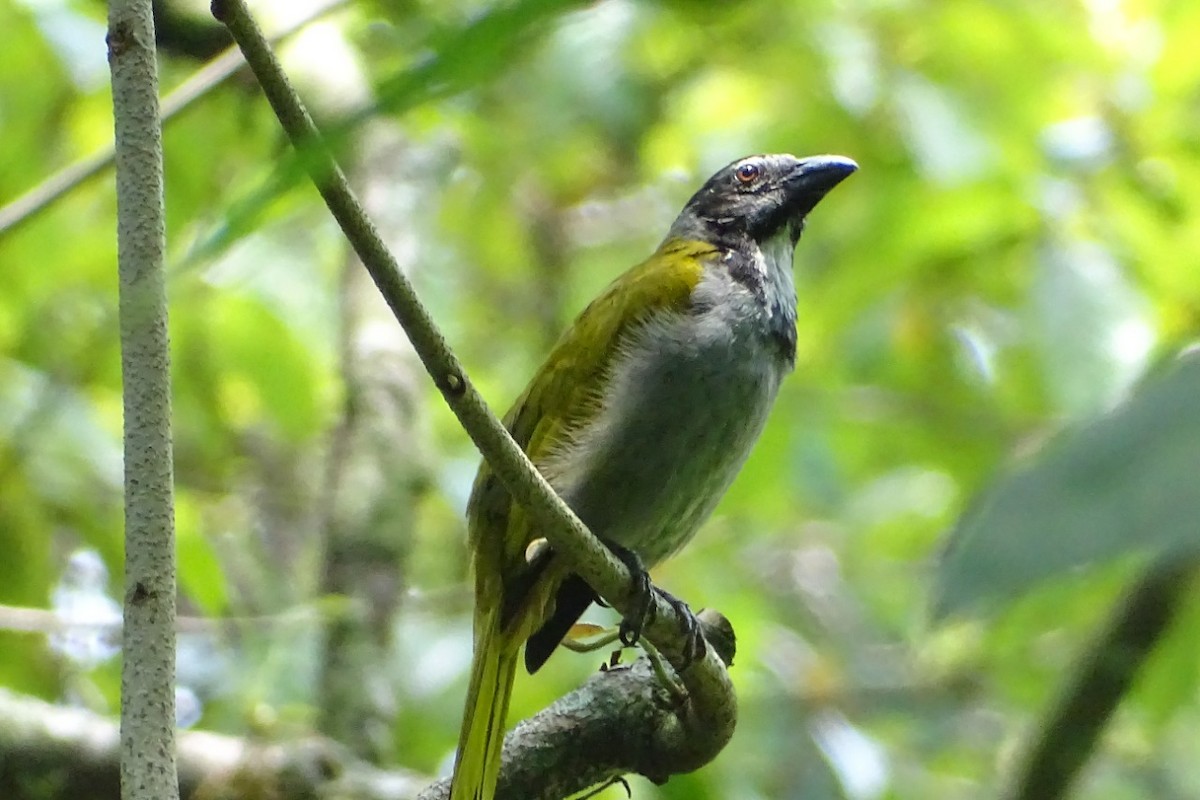 Black-headed Saltator - ML448748331
