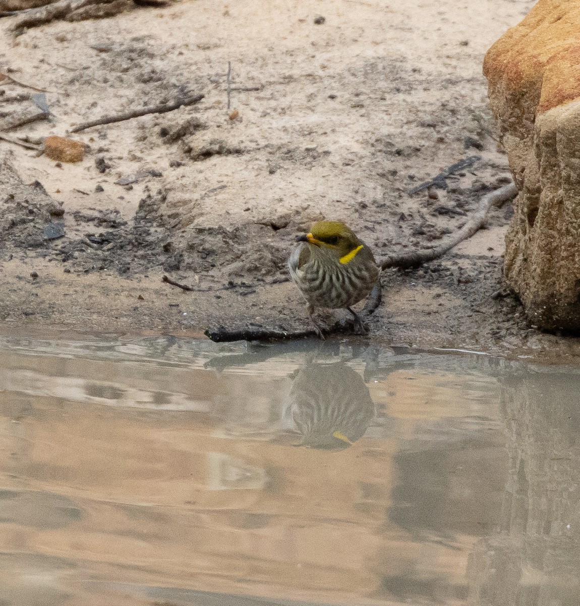 Yellow-plumed Honeyeater - ML448748531