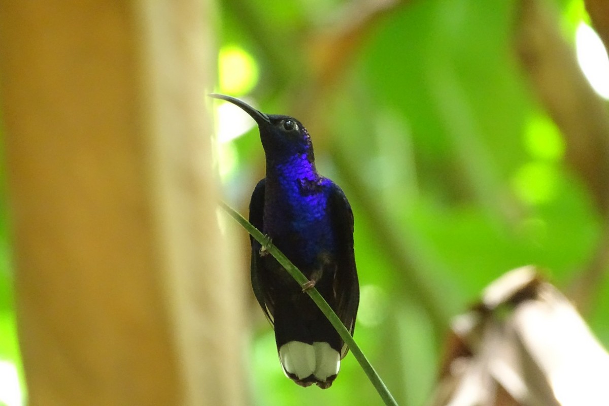 Violet Sabrewing - ML448748631