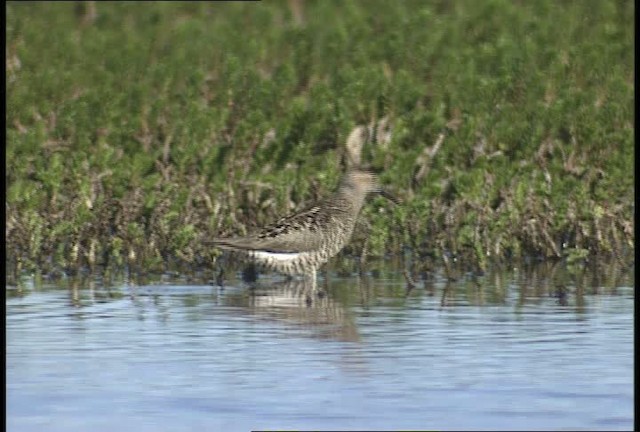 Whimbrel (Hudsonian) - ML448749