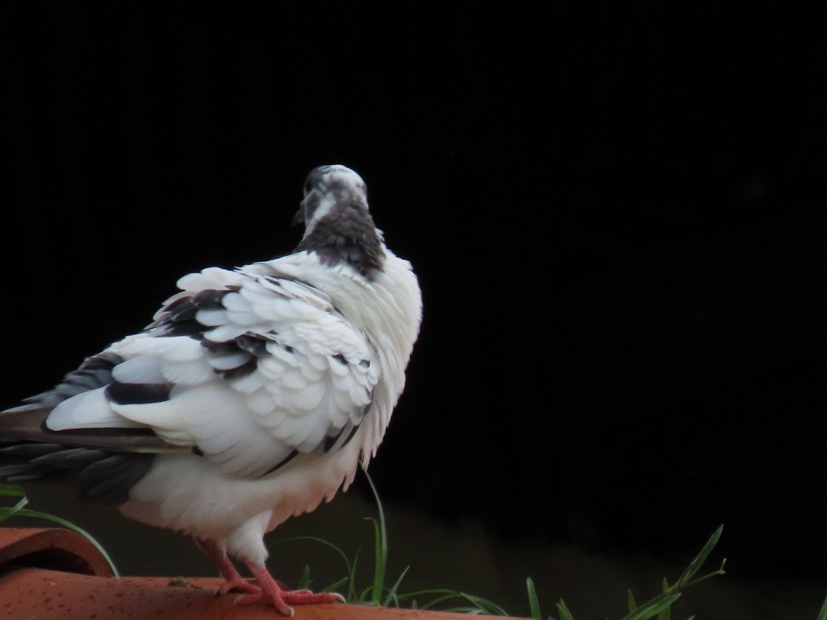 Сизый голубь (Одомашненного типа) - ML448750451