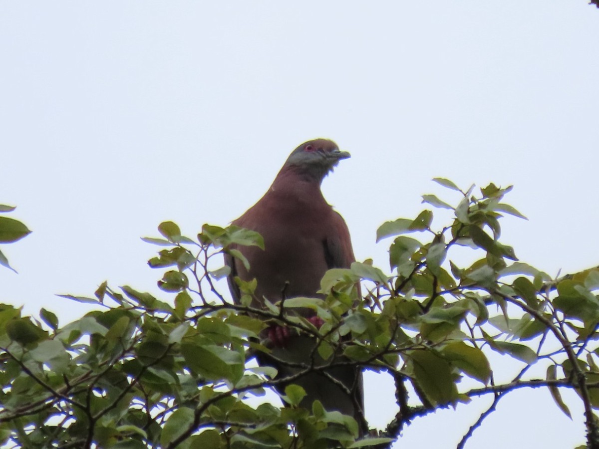 Pale-vented Pigeon - ML448750731