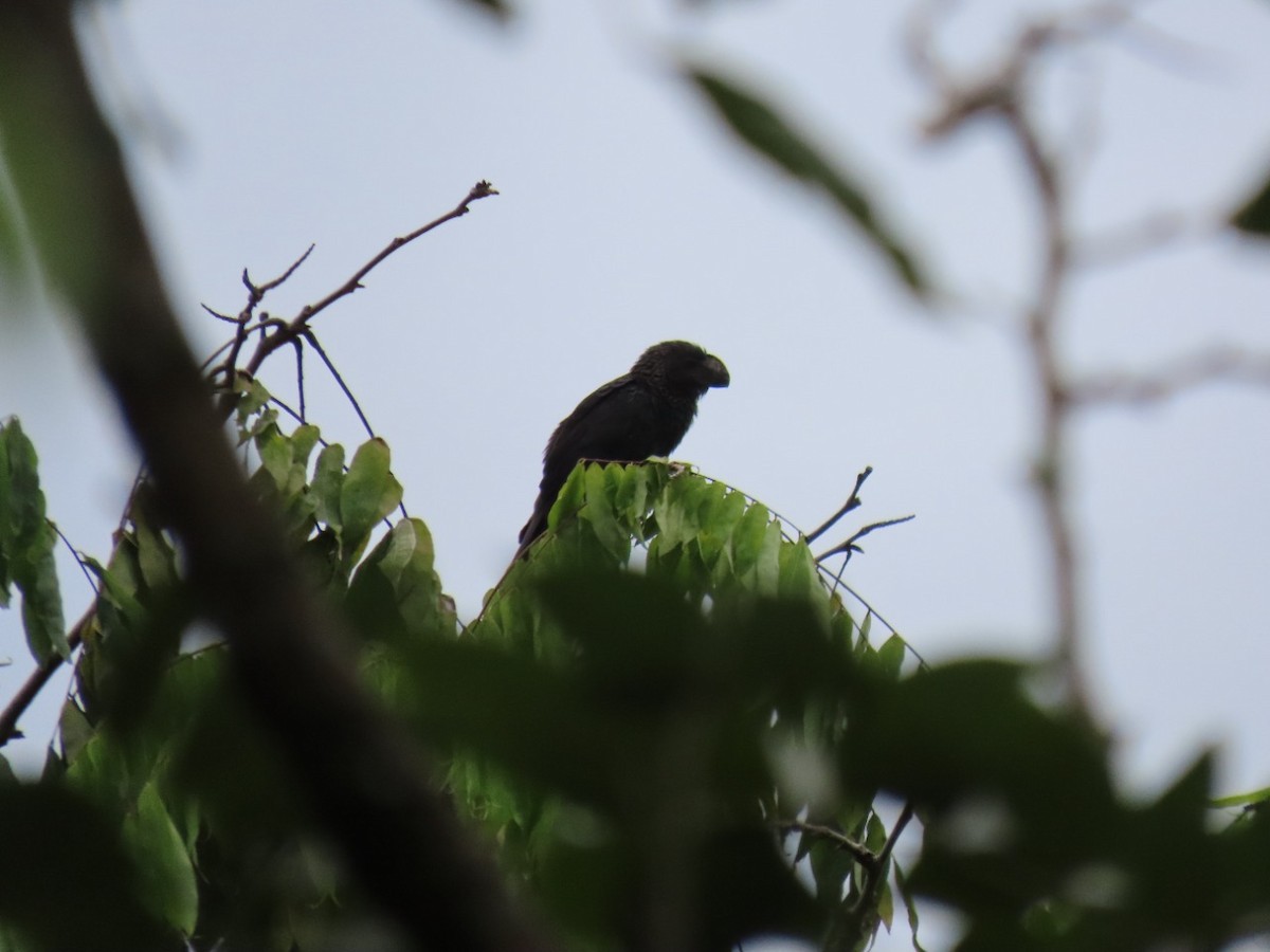 Smooth-billed Ani - ML448751411