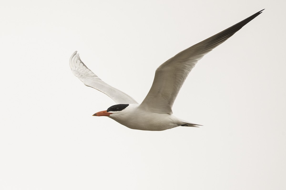 Caspian Tern - Cam Nikkel