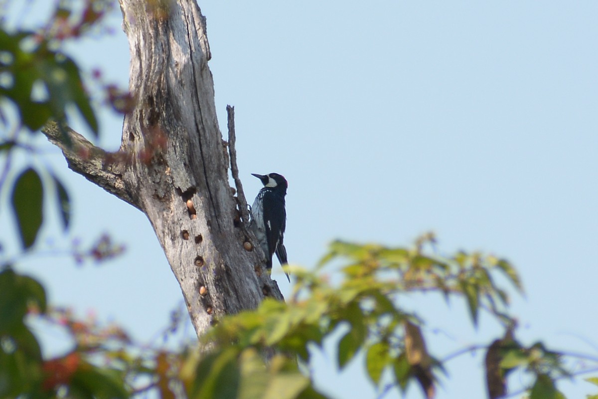 Acorn Woodpecker - ML448752991