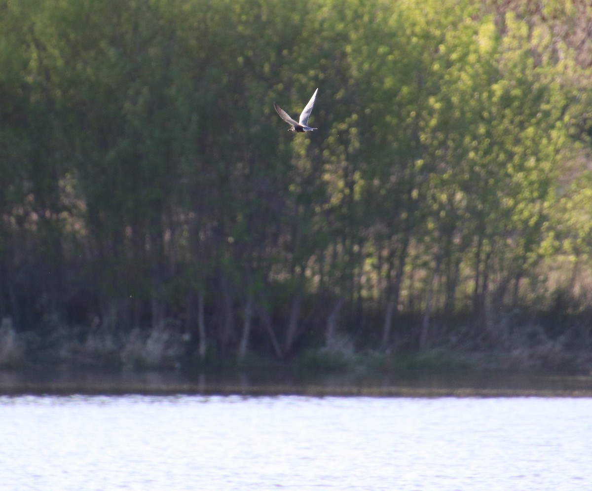 Black Tern - ML448753551