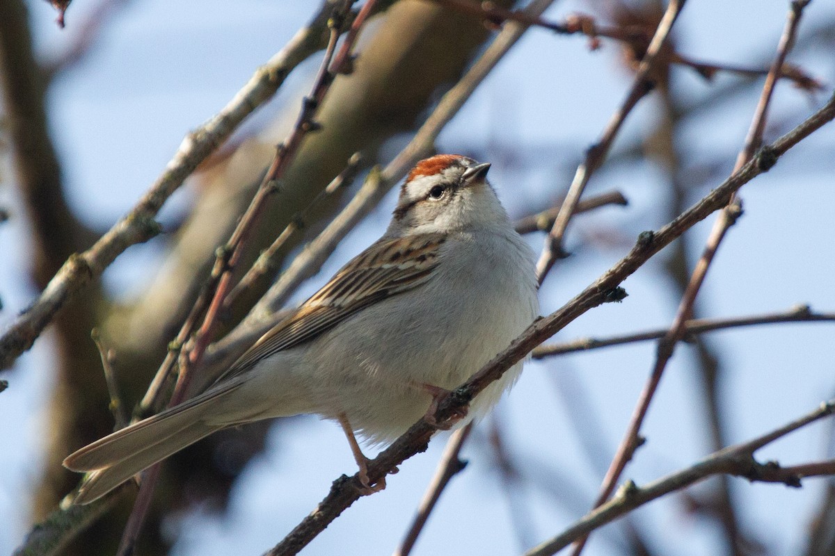 Chipping Sparrow - ML448753981