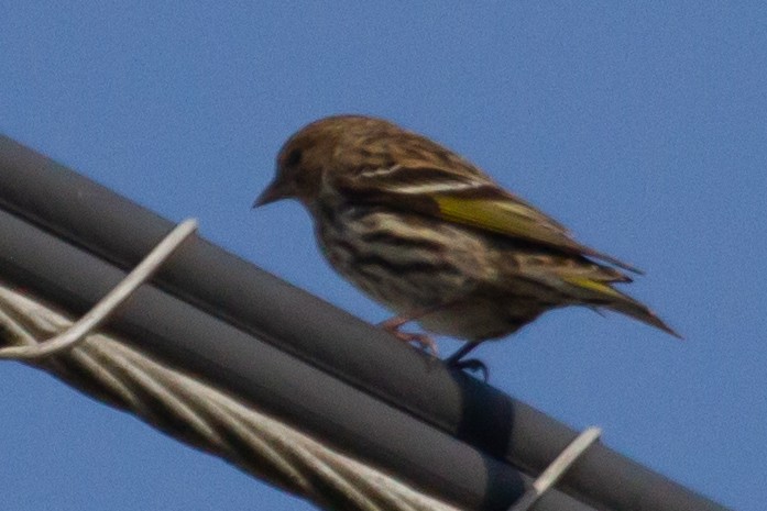 Pine Siskin - ML448753991