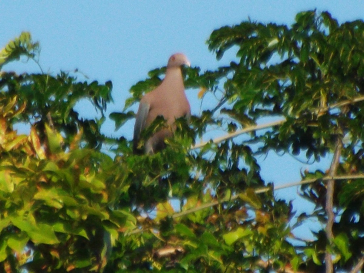 Ruddy Ground Dove - ML448754351