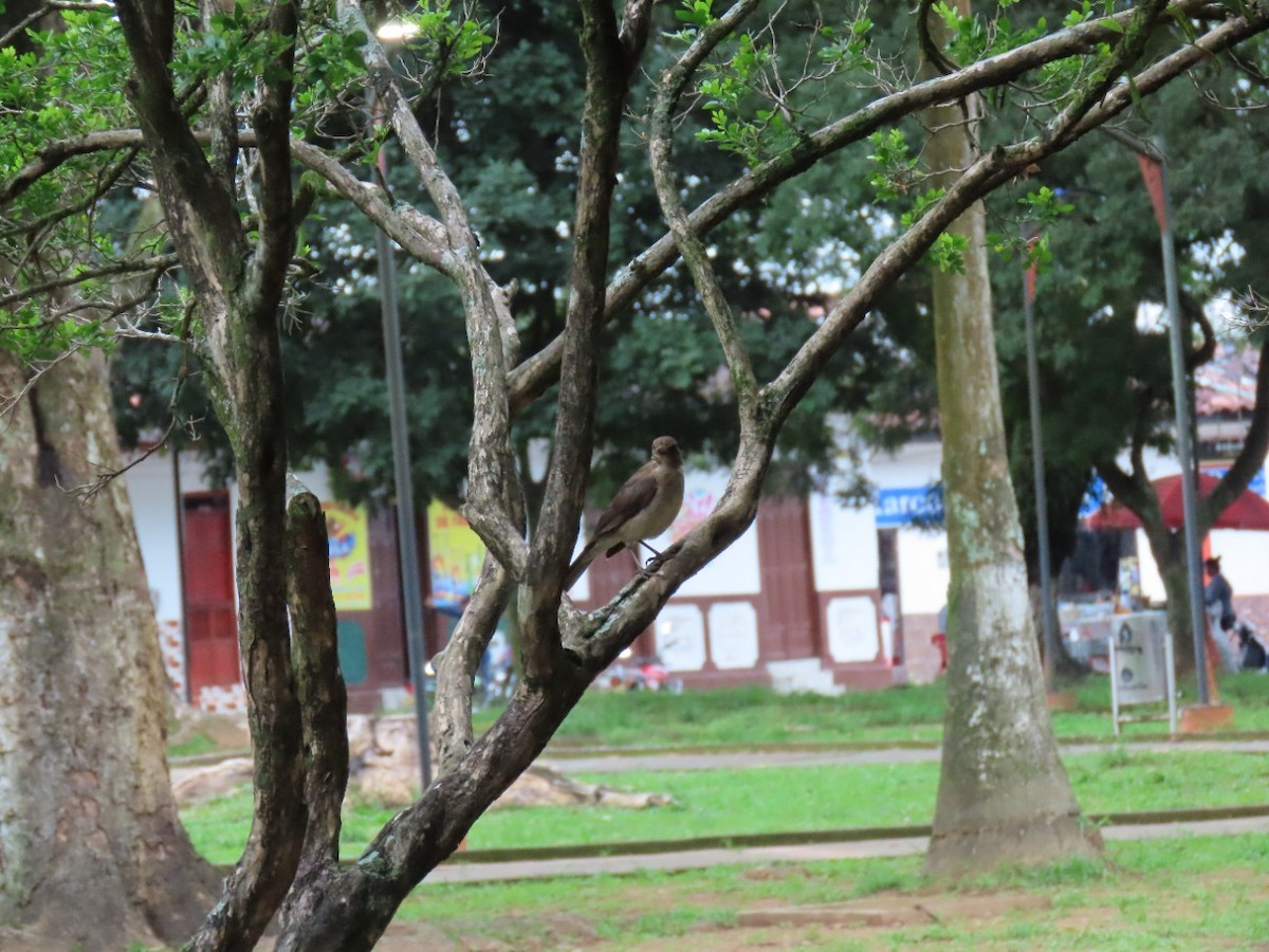 Pale-breasted Thrush - Aracely Marin Mancera