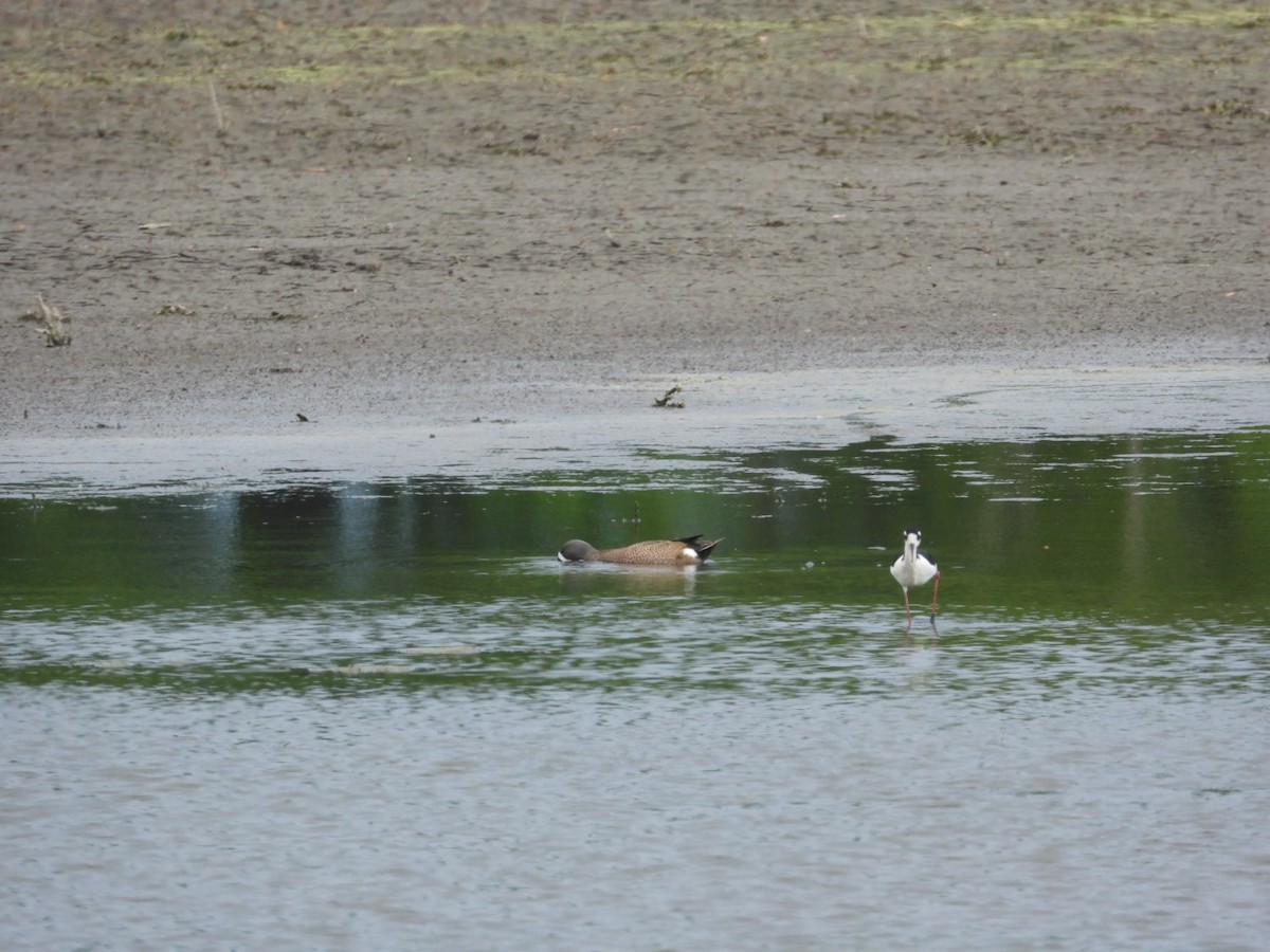 Blue-winged Teal - ML448756731