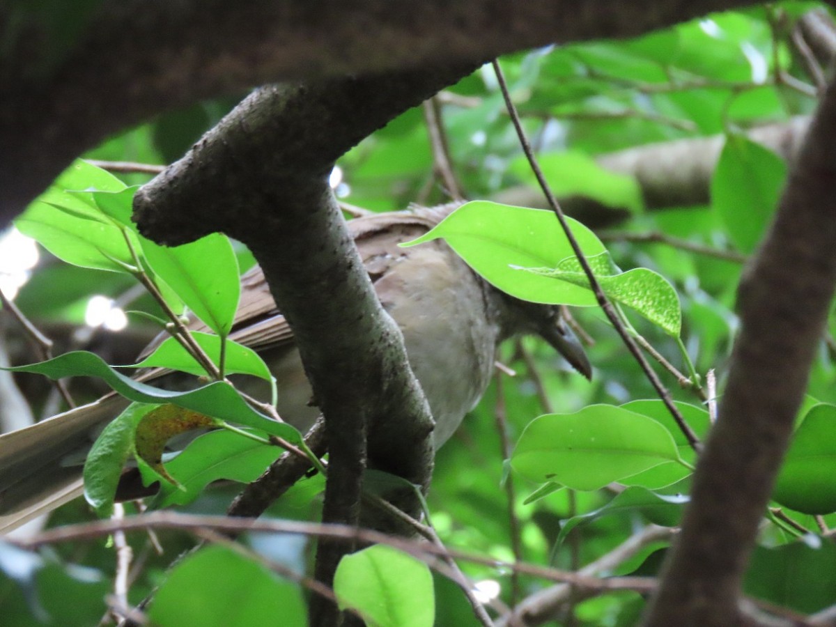 Black-billed Thrush - ML448756781