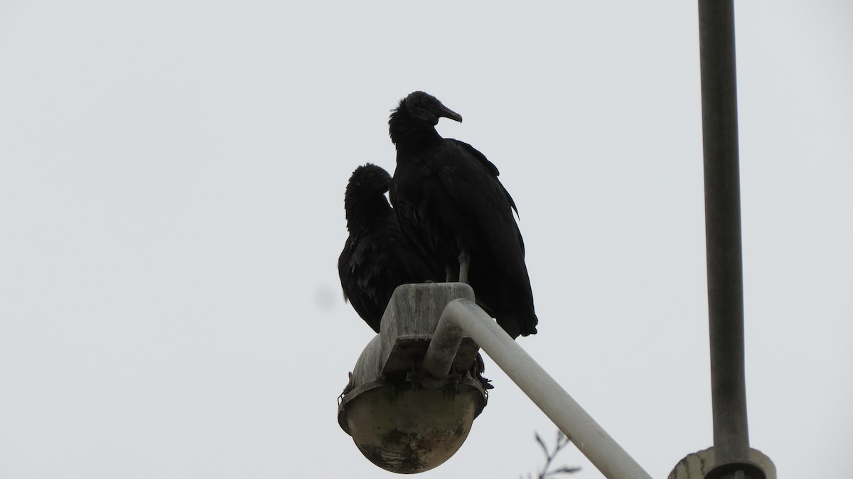 Black Vulture - ML448757041