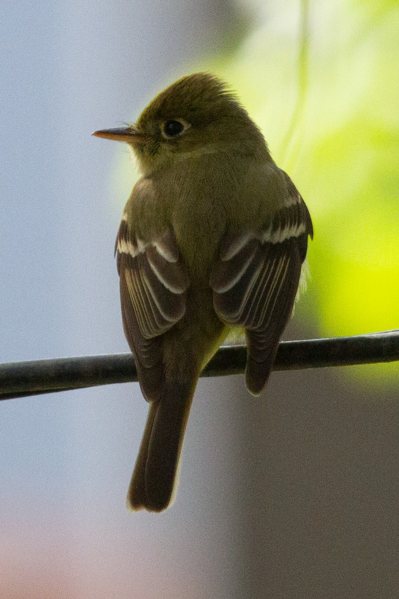 Western Flycatcher (Pacific-slope) - ML448757781